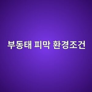 ebb680eb8f99ed839c ed94bceba789 ed9998eab2bdeca1b0eab1b4 1788326652